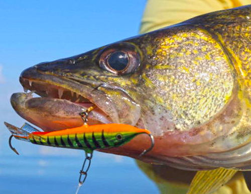 Spider Lake Resort Fishing